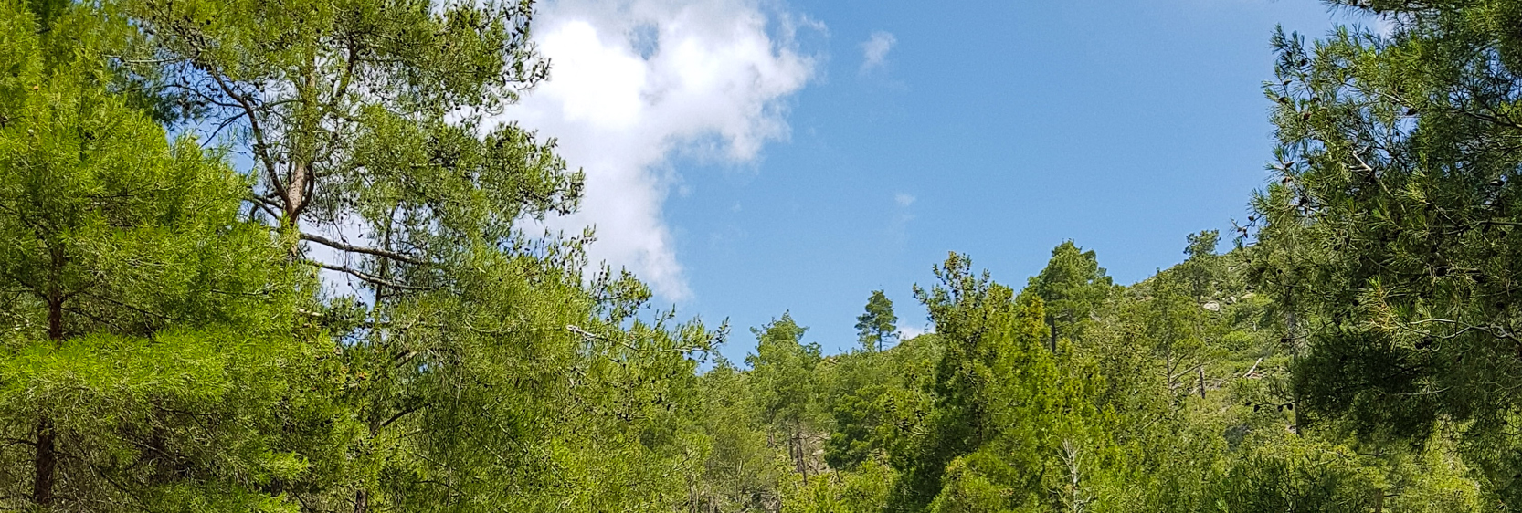 Psilo Dendro – Pouziaris Nature Trail